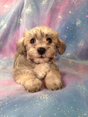 Male schnoodle Named ToDD
